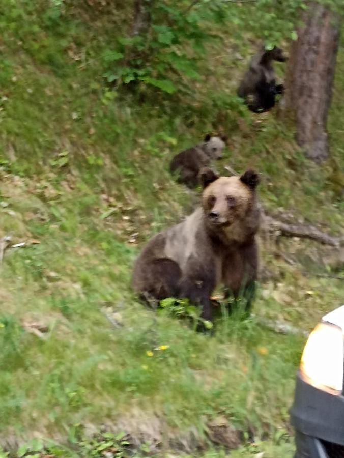Отель La Zinculescu Albestii Paminteni Экстерьер фото